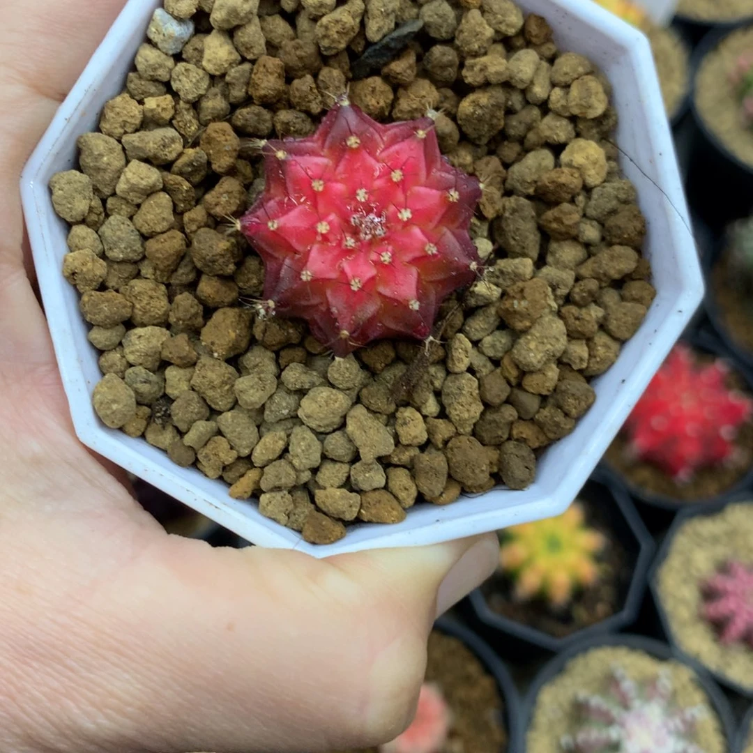 仙人球米哈牡丹锦