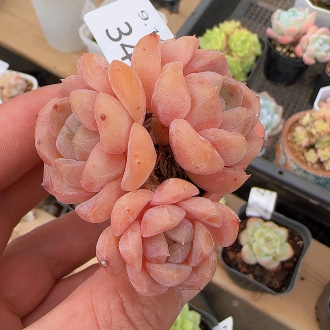 纯爱三头老桩一颗脱土