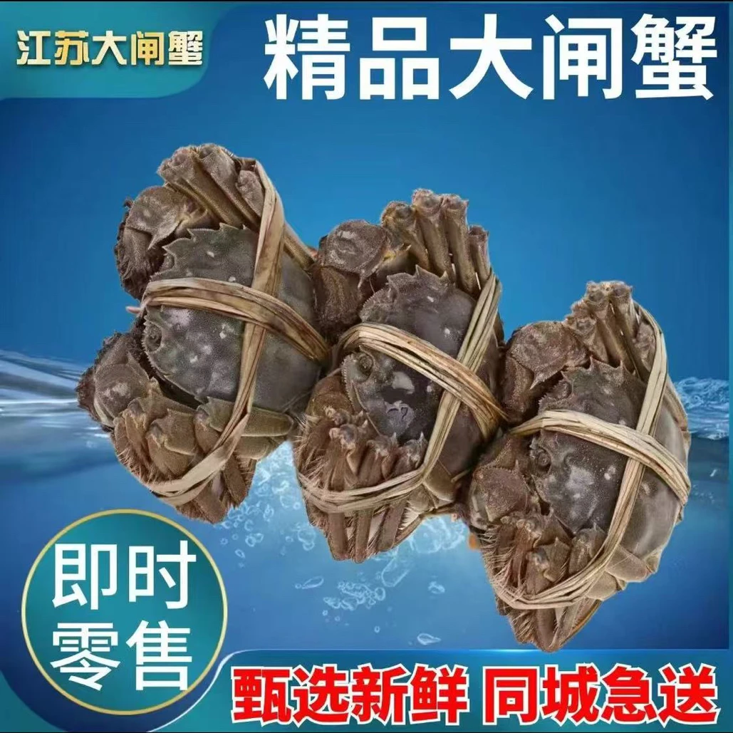 江苏【3两公蟹】单只，带黄带膏 螃蟹 大闸蟹