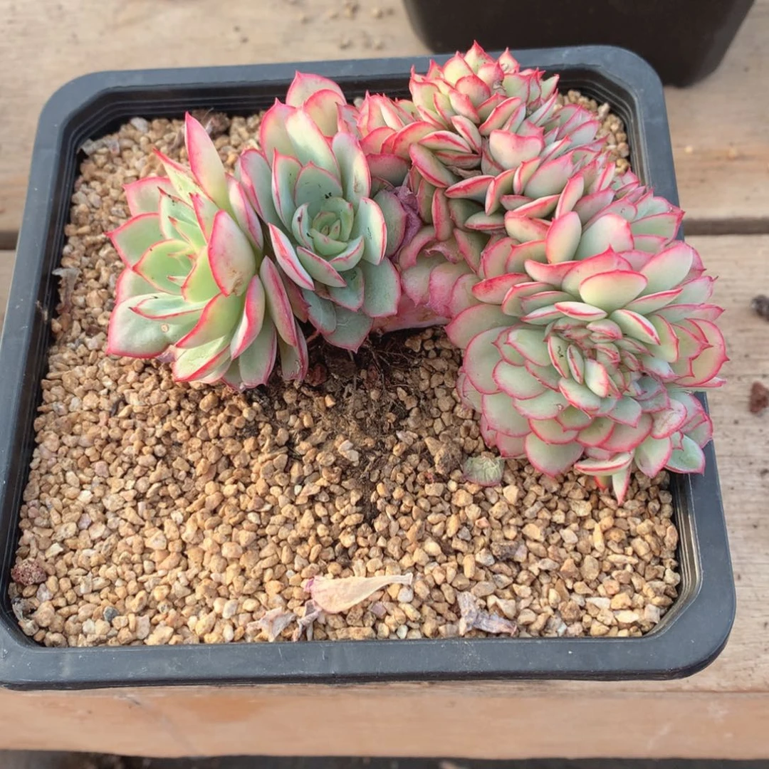 多肉植物多肉植物