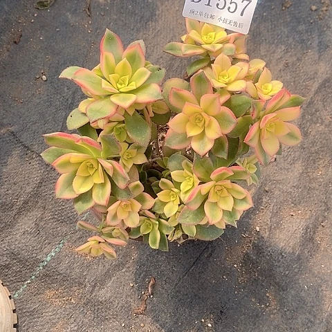 1557艳日辉多肉瑕疵款处理不售后