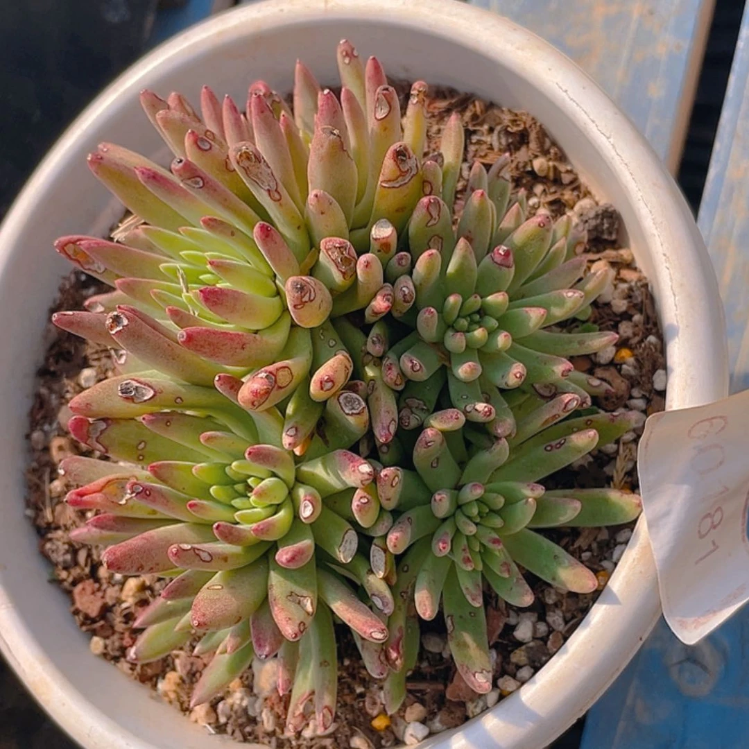 【闪购商品】绿菊绿菊