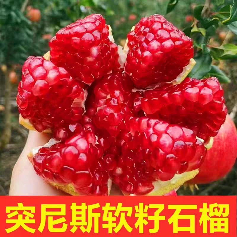 【6个装】四川会理软籽石榴单果4-6两新鲜当季水果皮薄爆甜多汁YY