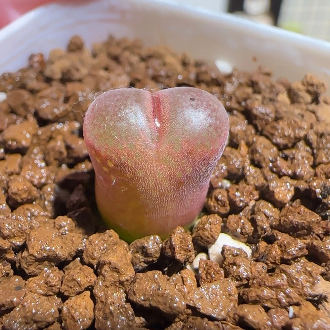 肉锥多肉植物组合-恩东845