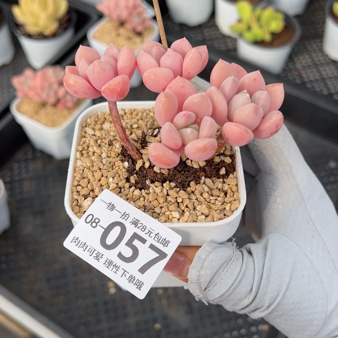 桃花露多肉多肉，