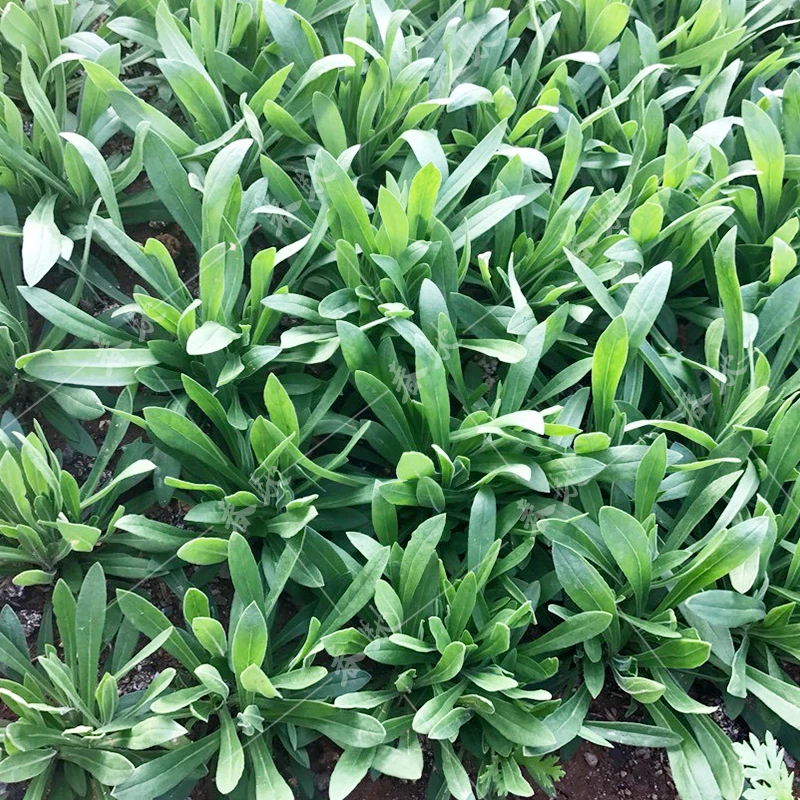 面条菜种子 纤维少味道鲜美种子类别蔬菜种子