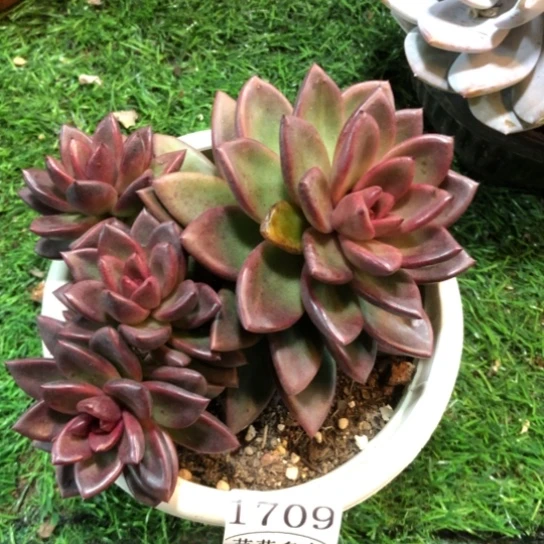 丰沛玫瑰1709。  一物一拍