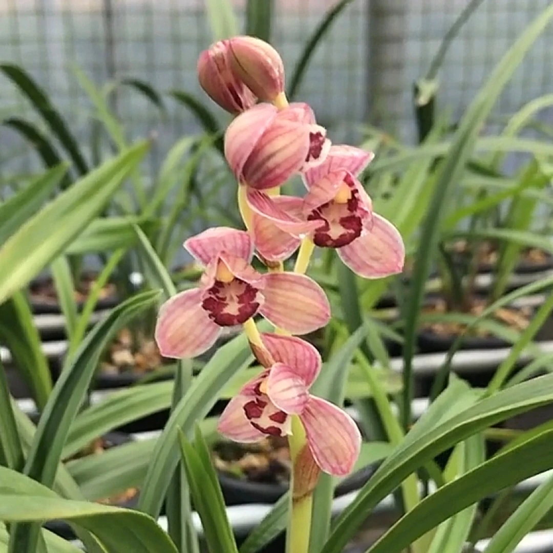 建兰铭品：红月/红意正格荷瓣浓香带花苞原盆