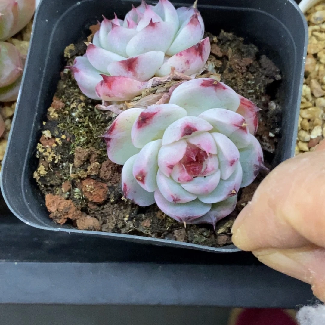 精品多肉一物一拍不包整354