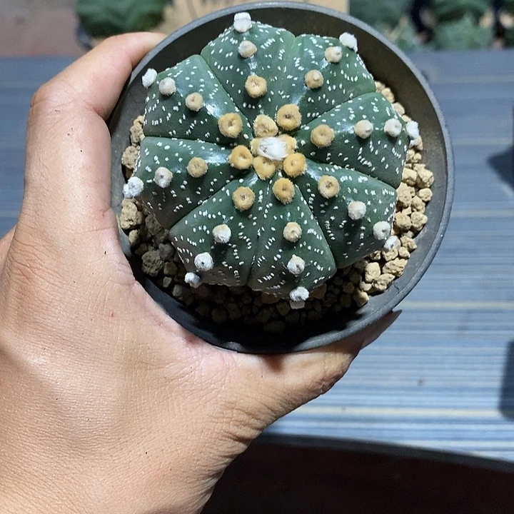 王***可超兜实生脱土发货