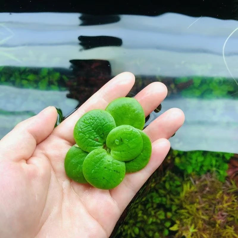 水草浮萍圆心萍净化水质水培绿植庭院古法养鱼缸造景装饰漂浮水草
