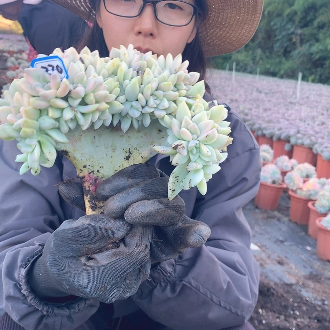270 淡雪锦缀 一物一拍