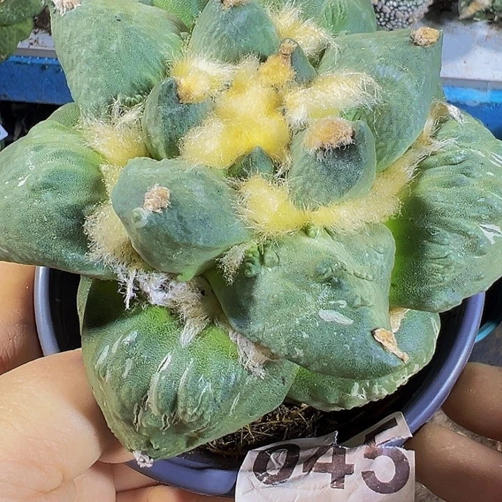 青瓷怒045仙人球开花