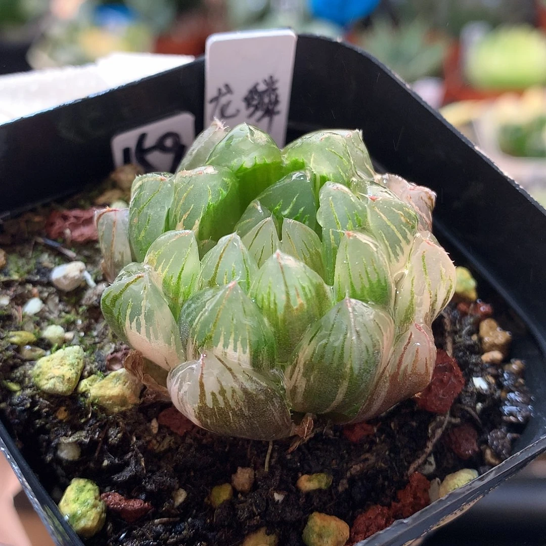 159号龙鳞玉露锦带盆土