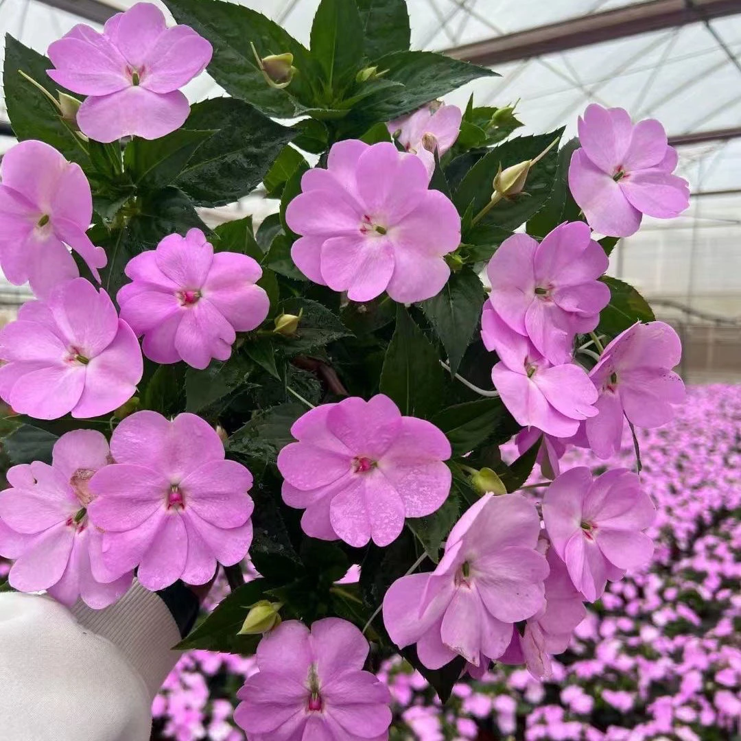 超级凤仙花盆栽带花苞桑蓓斯新几内亚四季开花阳台庭院花卉绿植