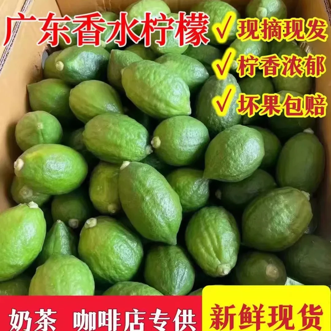 广东香水柠檬青柠檬果园新鲜采摘饮品奶茶店专用手打柠檬茶
