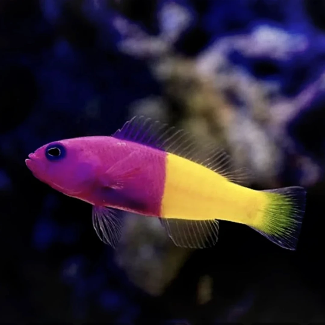 双色草莓海水鱼售后需拍开箱视频（免包装费）