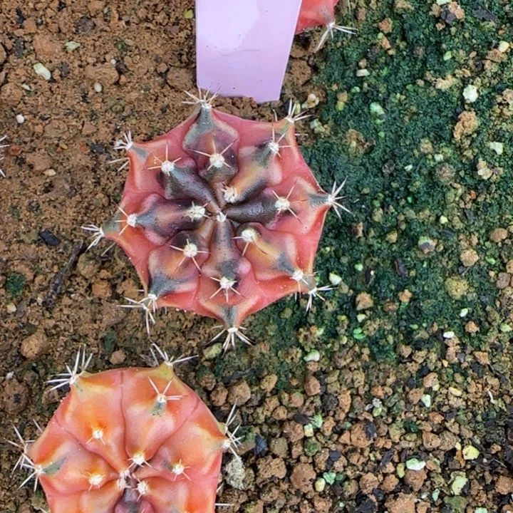 25-0125泰国发货罗密哦多肉
