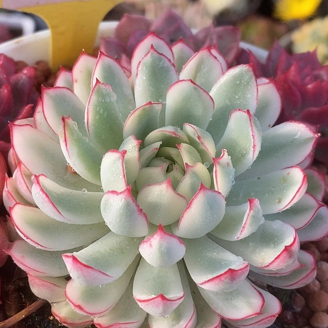 043单头梦幻哈哈哈哈哈哈