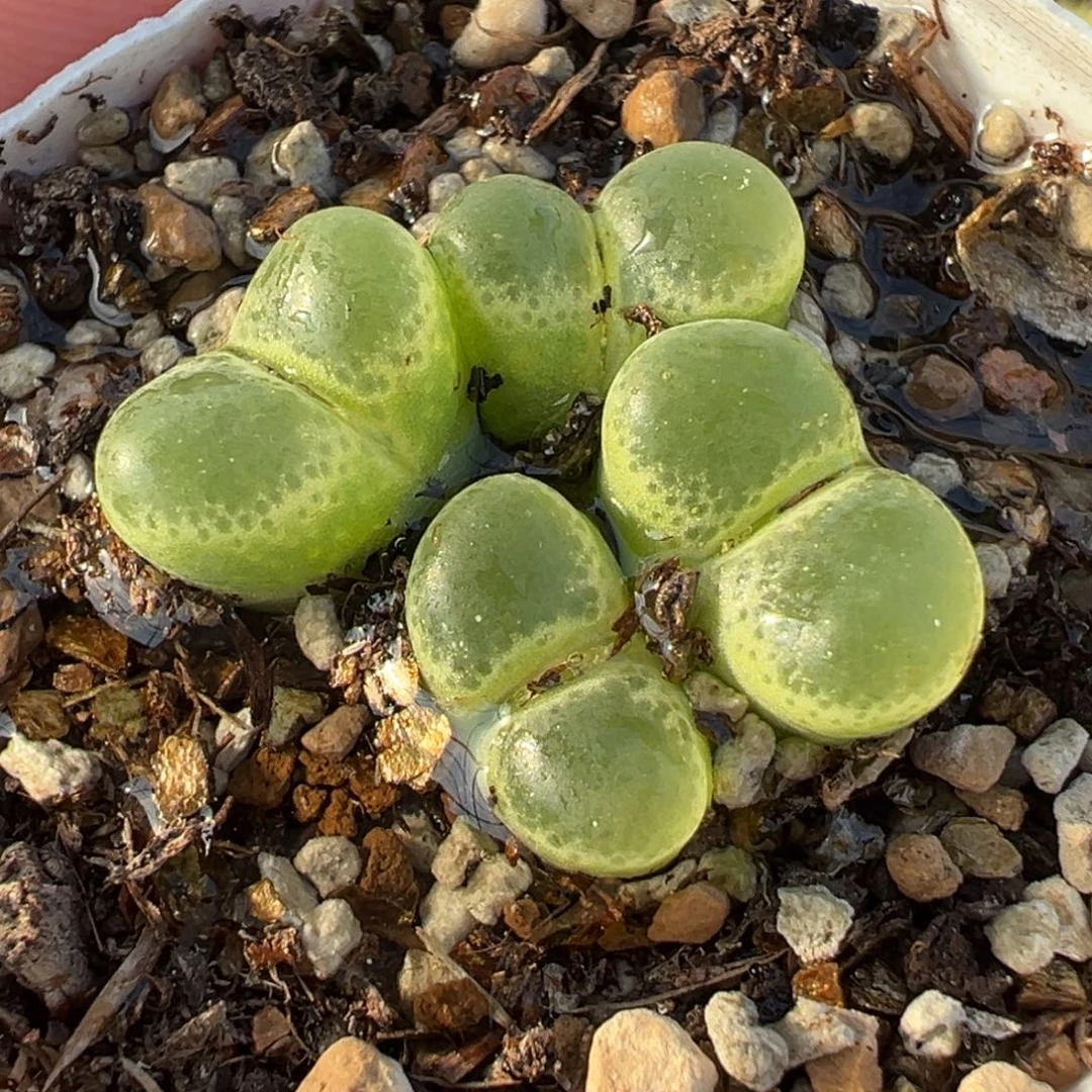 051多肉植物种类多样