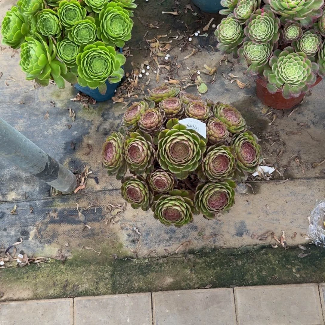 ?*?多肉植物666万拉丝