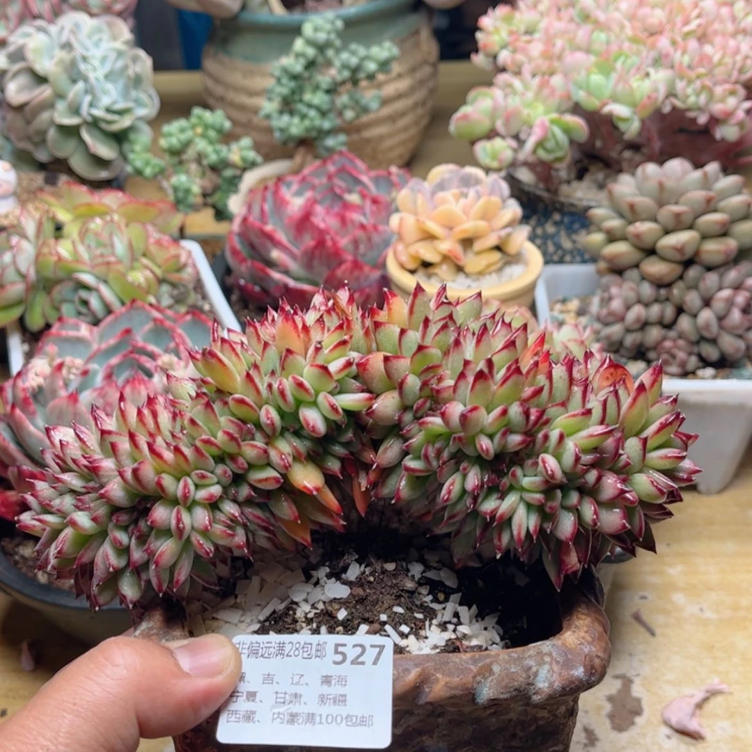 【闪购商品】527红拉糖缀