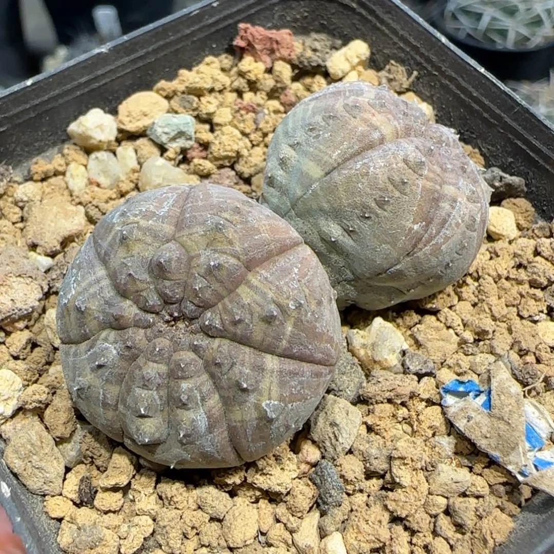 015实生龟甲布纹球多肉