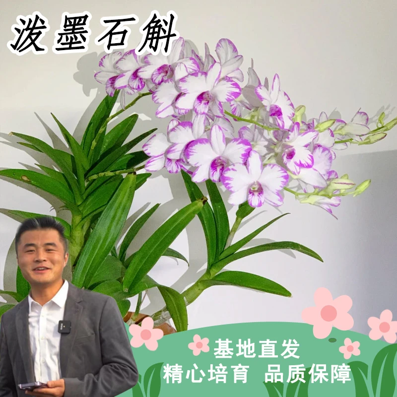 【云】泼墨石斛开花室内阳台好养绿植