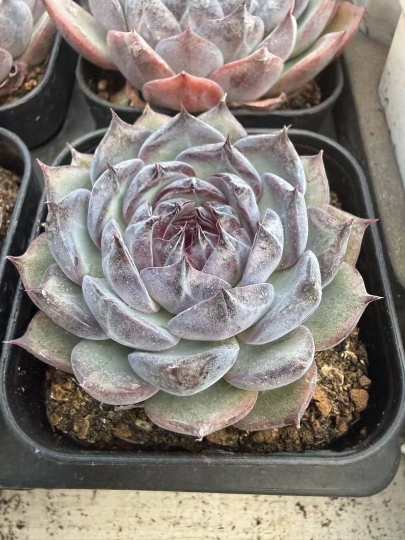 蓝色妖姬单头（3-5cm）脱土