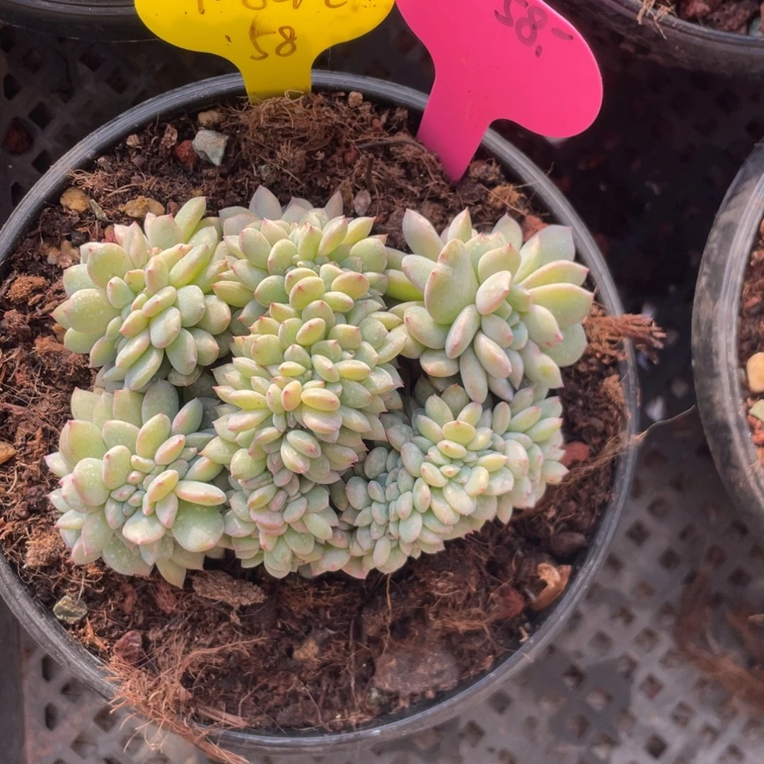 风***生石榴子星影缀默认底切71