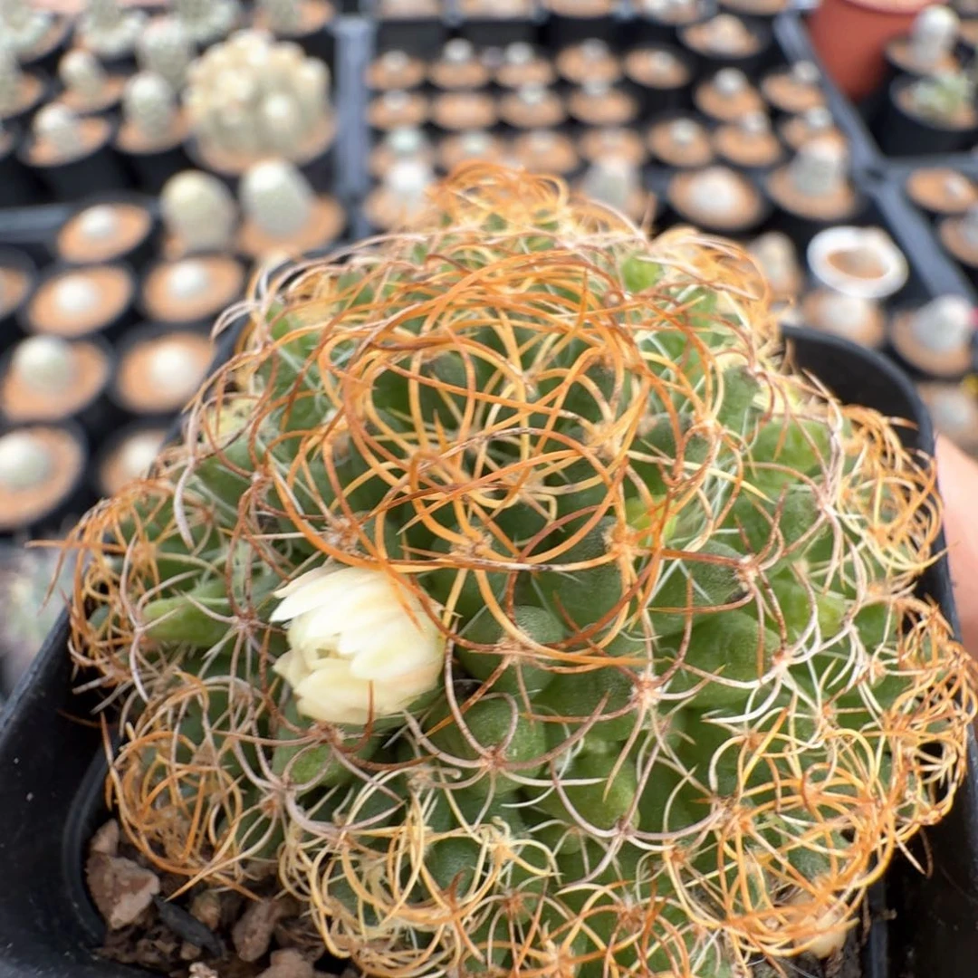 无花朵实生金刺琴丝