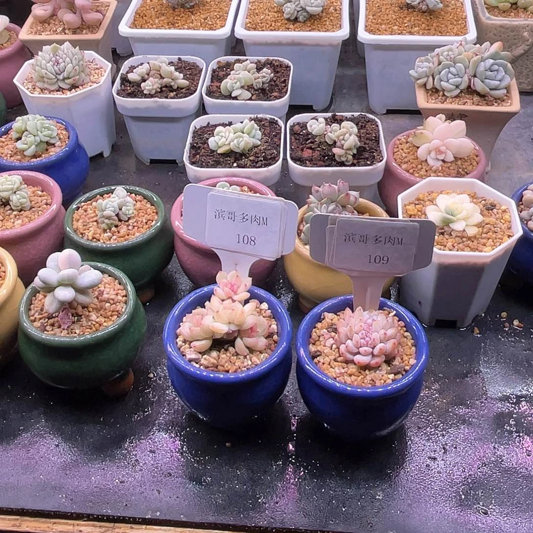 王**?滨哥多肉M108琴心，109星星橙缀化