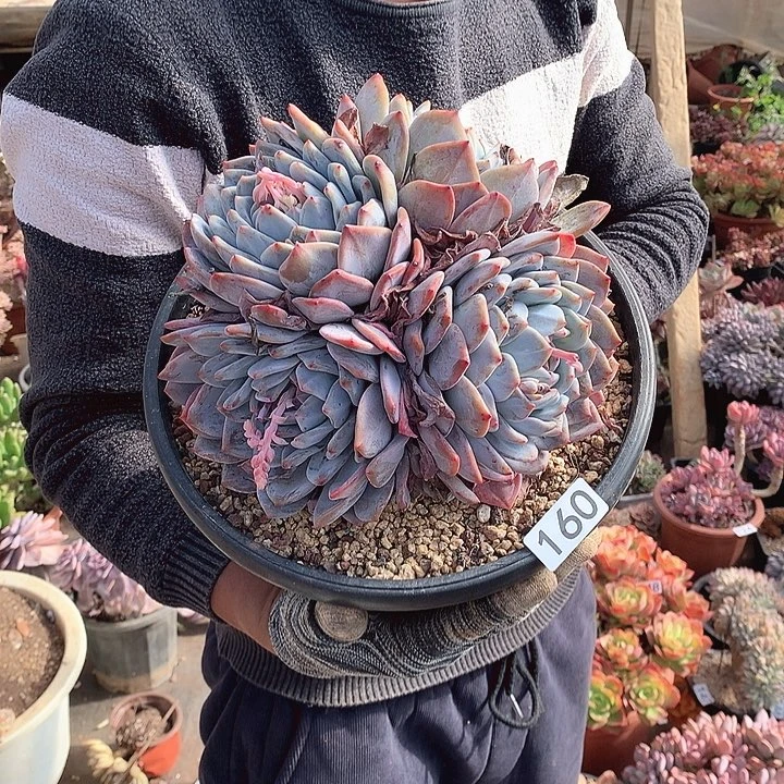 160橙子 一物一拍多肉