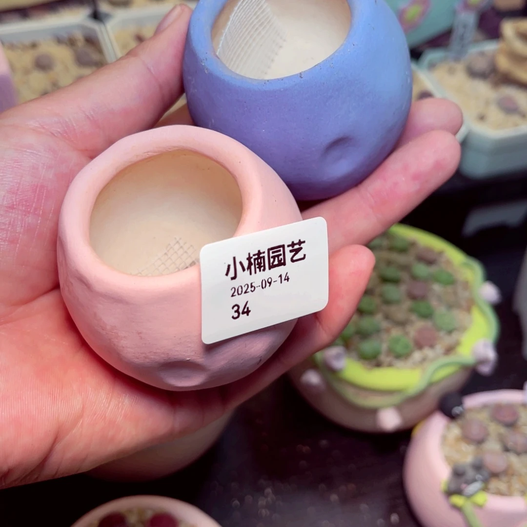 w***雯34号带盆包邮发货