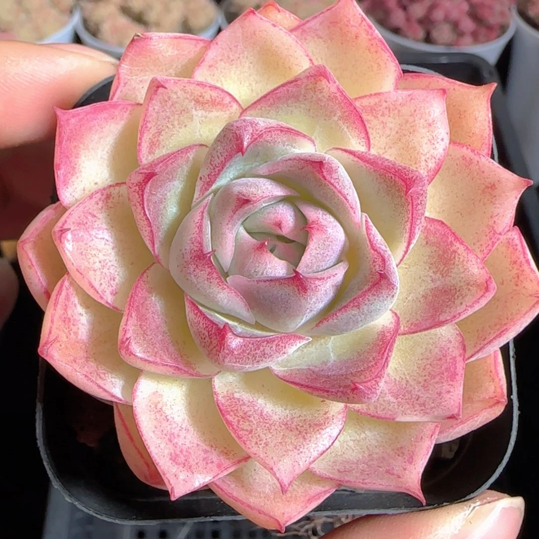 多肉1223-191女王玫瑰