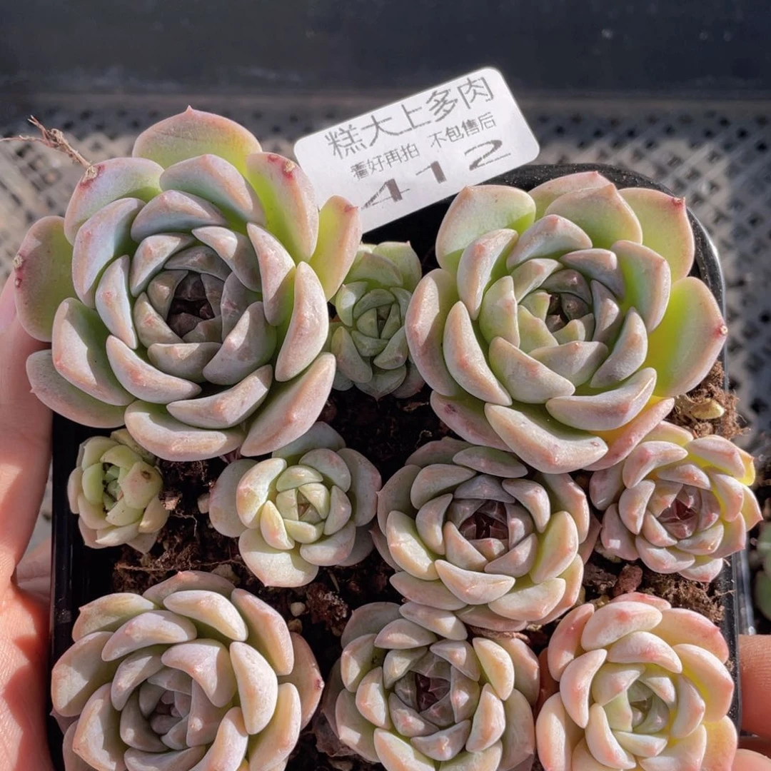 糕大上多肉植物412