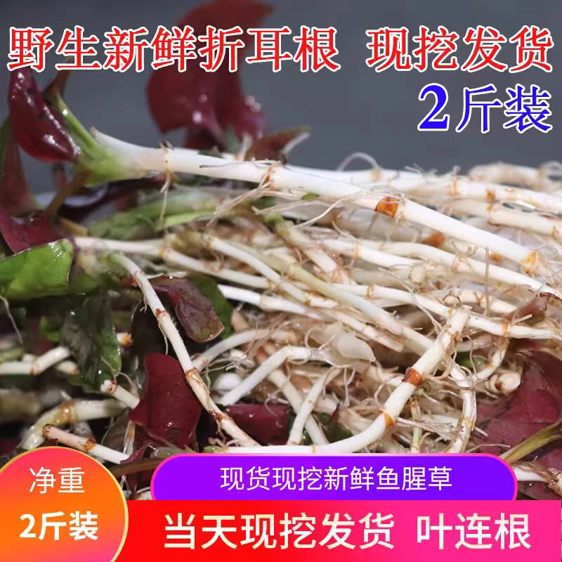四川野生折耳根重庆折耳根现挖折耳根凉拌折耳根下饭菜1斤2斤3斤