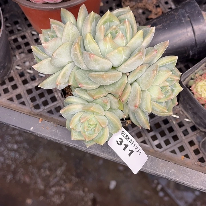 三***薇阿雅园艺。      311美人