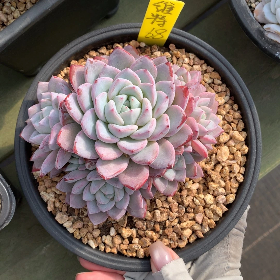 维特 手捧 一颗