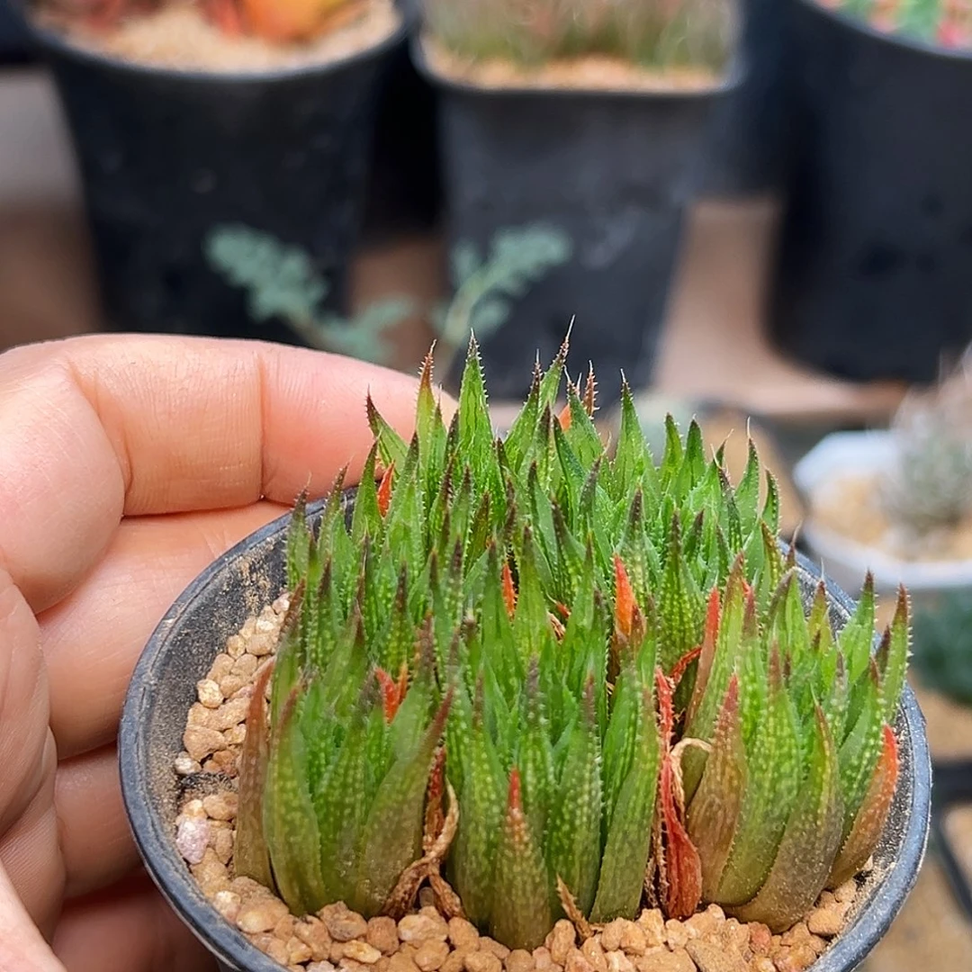 6头不知名原始十二卷