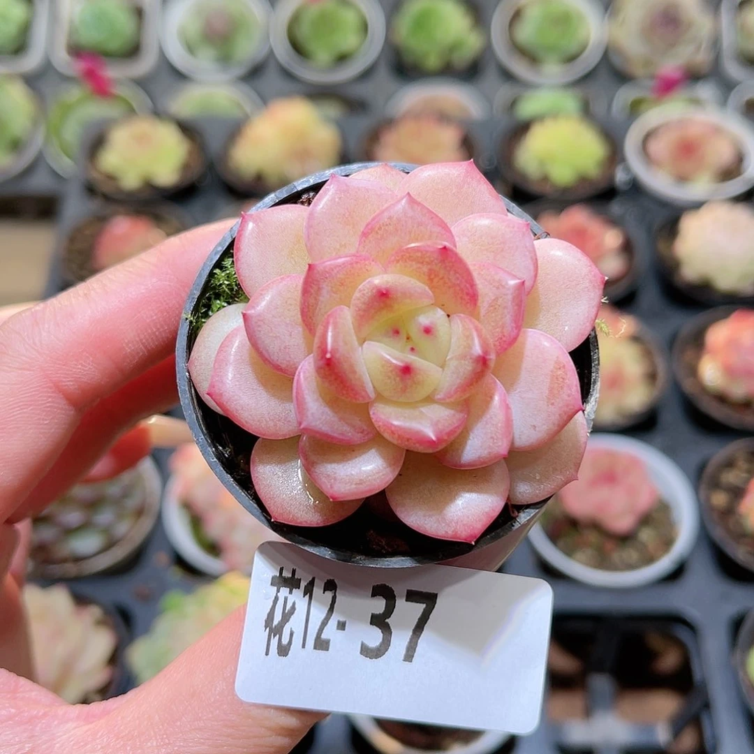 花利美12-37新品