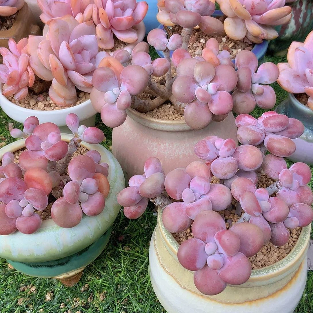 Y***妍韩版淘蛋三颗一起