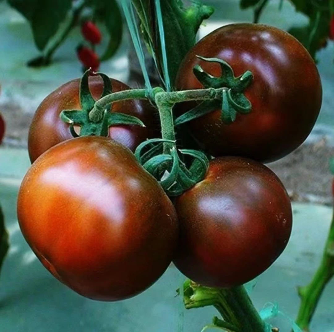 【紫黑番茄种子】番茄红番茄西红柿种子四季阳台