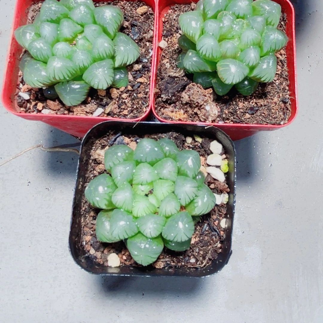 三颗姬玉露多肉植物6666