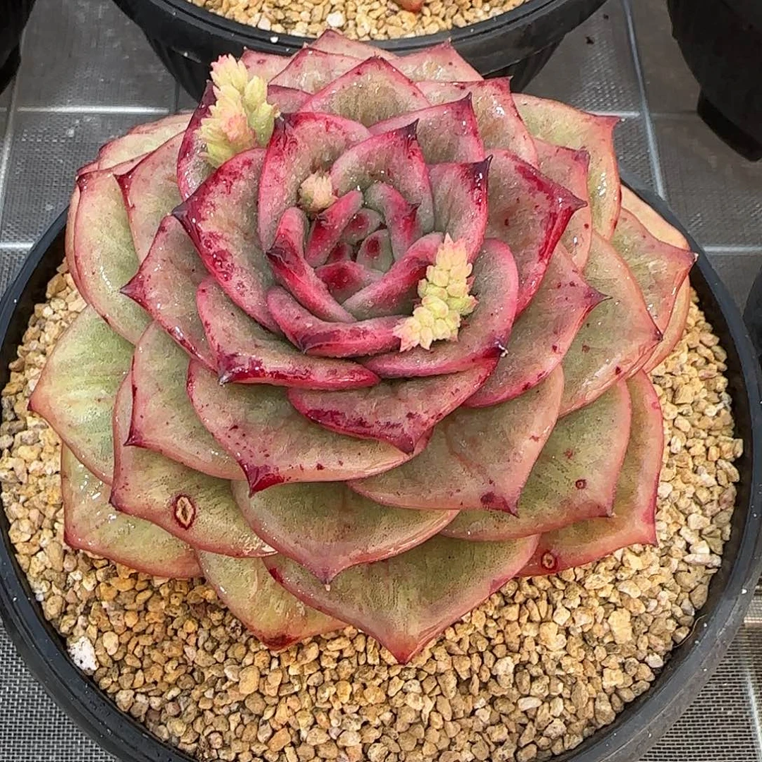 从前慢花园精选蔷薇