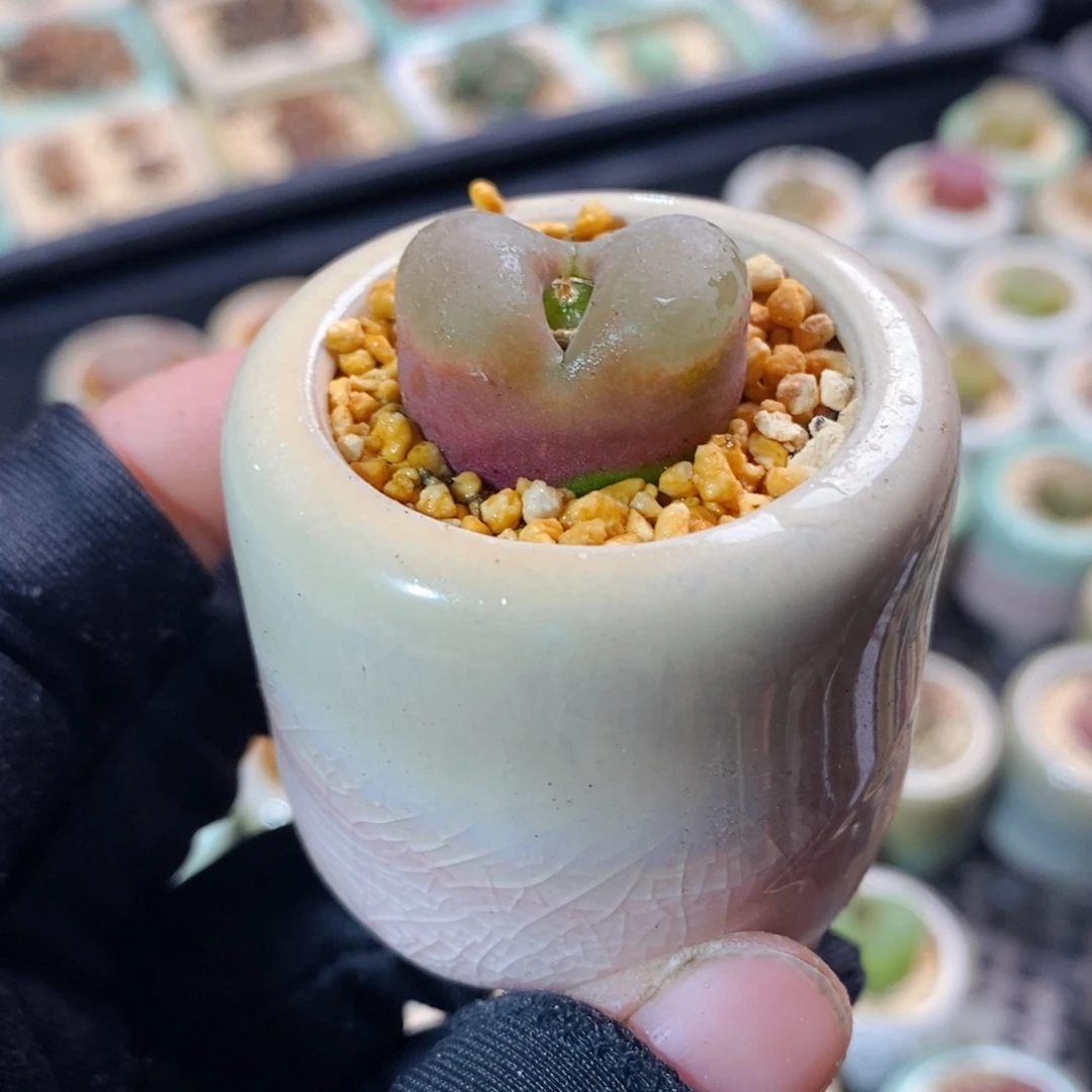 2610- 一物一拍带盆