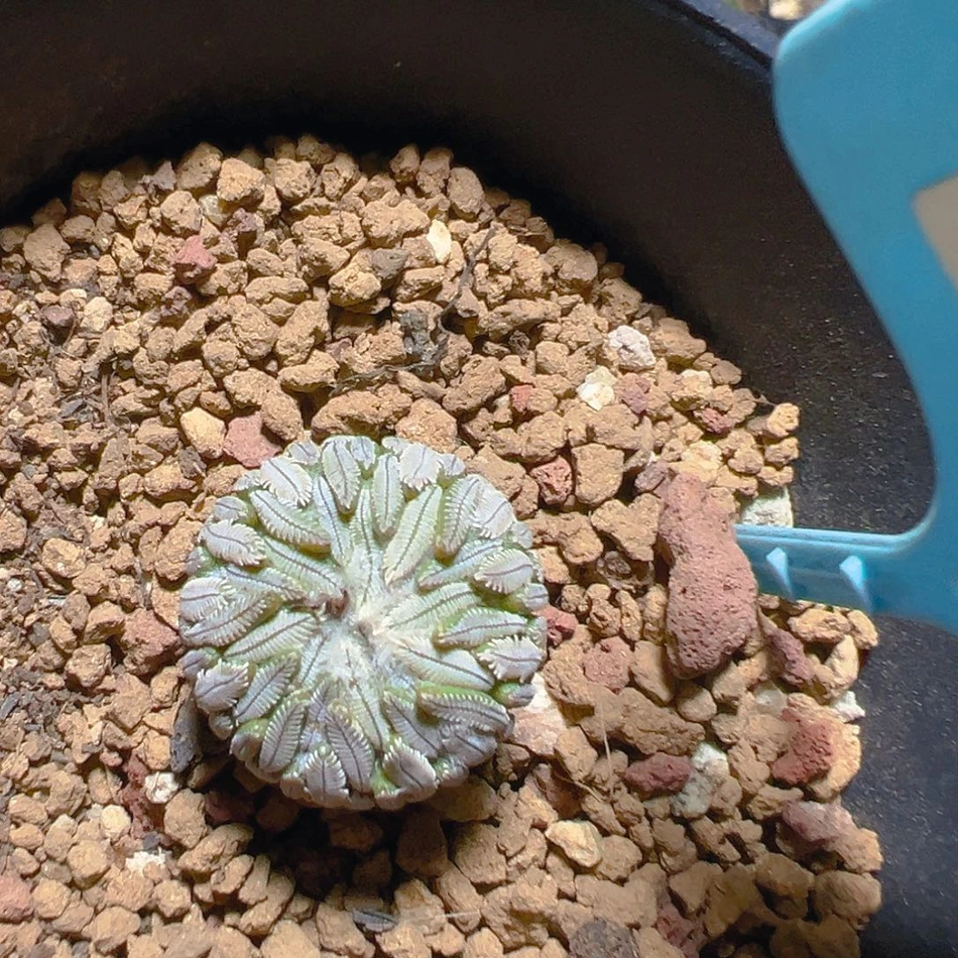 6507精巧丸实生裸根发货