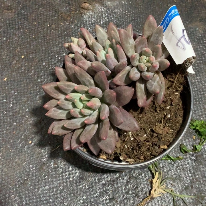 f***nfanfan 满28包邮脱土发货