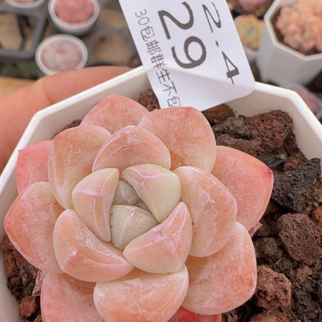 粉冰玉单头一颗脱土