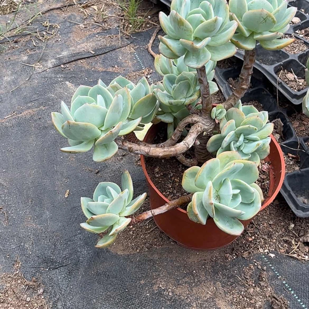 【闪购商品】无花朵暴****妮